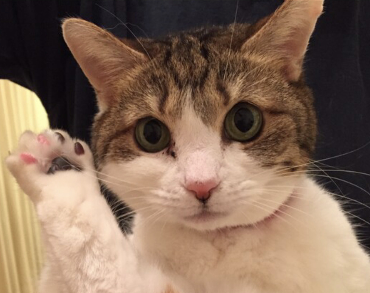 うちの子オーダー2025【３Dオーダー例_夢子ちゃん】立体猫、ペットメモリアル、ペットロス、羊毛フェルト