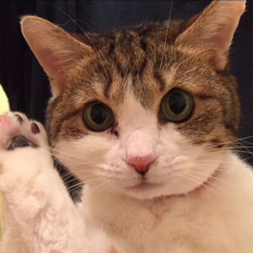 3Dオーダー例_夢子ちゃん】立体猫、ペットメモリアル、ペット
