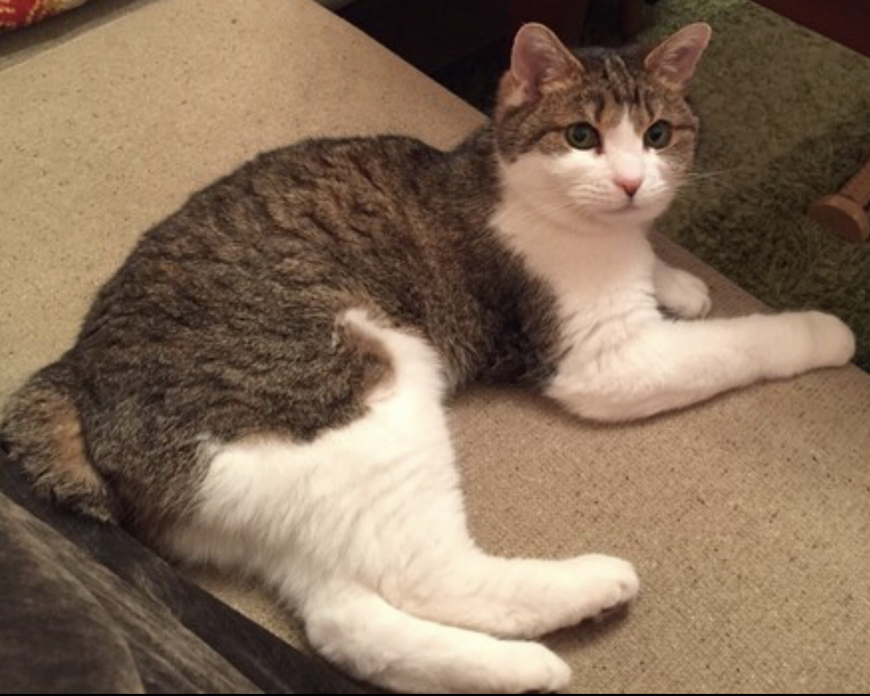 うちの子オーダー2025【３Dオーダー例_夢子ちゃん】立体猫、ペットメモリアル、ペットロス、羊毛フェルト