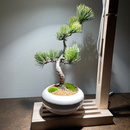 春夏新作 植物育成LEDライトスタンド（メープル） 一輪挿し LED電球付 フラワー・ガーデニング