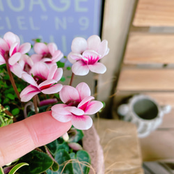 陶器入り♡フェアリーピコ【かわいいシクラメン寄せ植え】素敵なガーデニング♪ピンク系 8枚目の画像