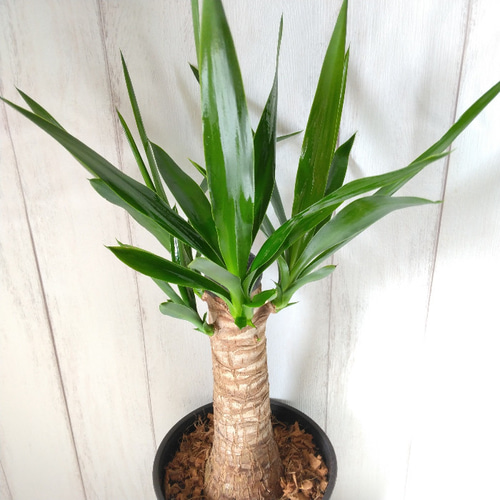 ユッカ ギガンティア エレファンティペス 観葉植物 2本 苗のみ ユッカ
