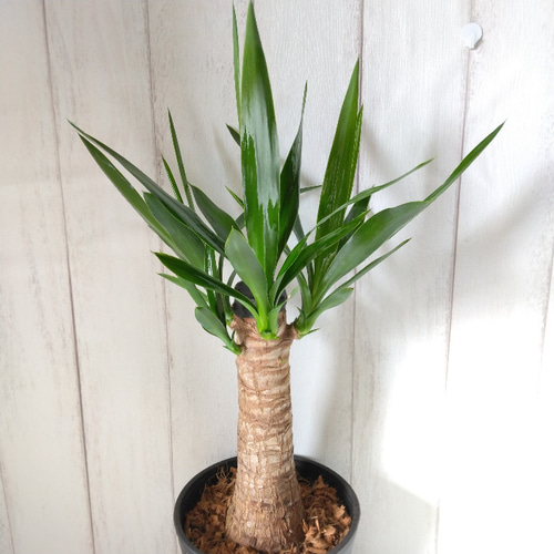 ユッカ エレファンティペス黒鉢 幹太約2.5メーター引き取り限定 ユッカ エレファンティペス黒鉢 幹太約2.5メーター引き取り限定