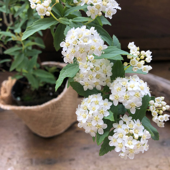 コデマリ♡手毬状の花♡ガーデニング♡美しい♡ 1枚目の画像