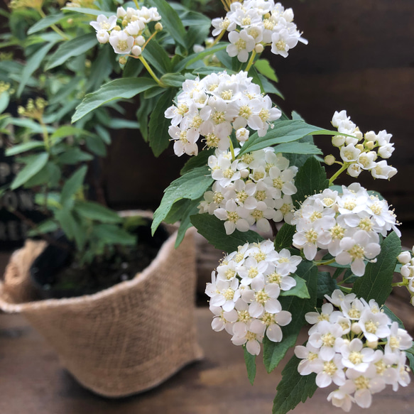 コデマリ♡手毬状の花♡ガーデニング♡美しい♡ 8枚目の画像