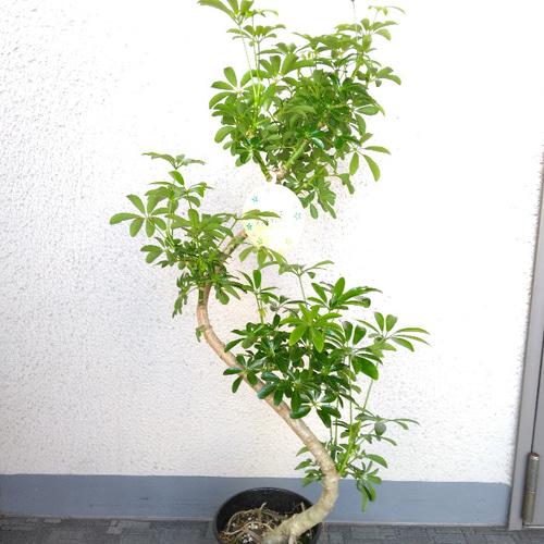 シェフレラ・コンパクタ BONSAI style - メルカリ