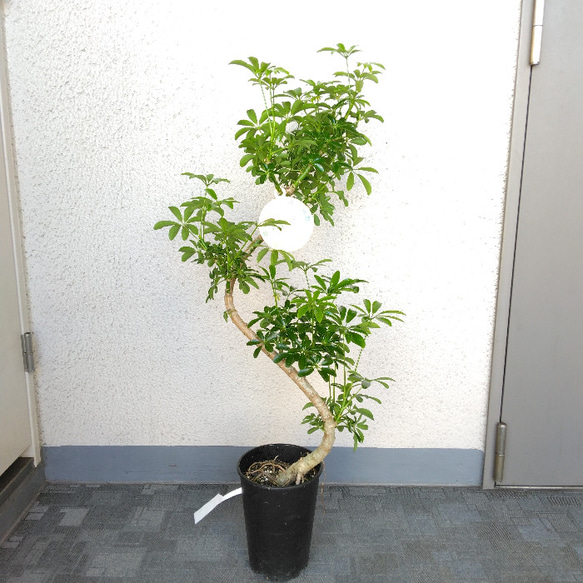 現品】シェフレラ・コンパクタ（ホンコンカポック）曲がり 観葉植物 樹