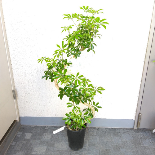 極太 観葉植物 シェフレラ ホンコンカポック 8号鉢 105センチ 希少