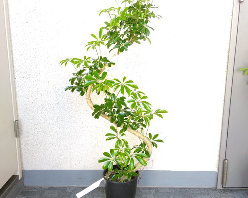 6532f24b05a505245fae6a86efef7c