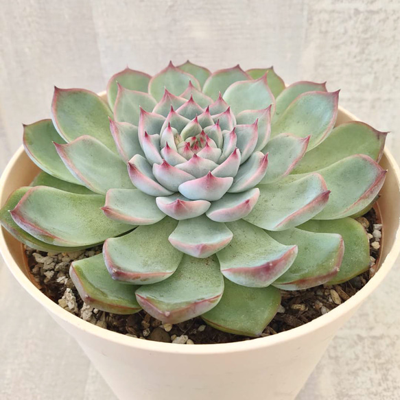 多肉植物 群生❤️ シルエット ❤️抜き苗