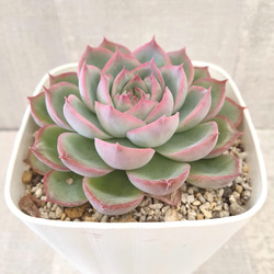 シルエット (抜き苗)【エケベリア】多肉植物 多肉植物 エケベリア