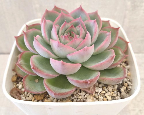 シルエット (抜き苗)【エケベリア】多肉植物 多肉植物 エケベリア