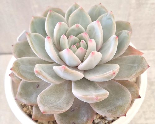 多肉植物❤️エケベリア属 ❤️ オレンジモンロー❤️ 1頭10cm拔