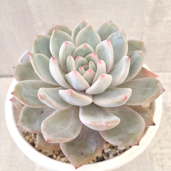 No.547 ❁モンローQ❁ 抜き苗 多肉植物 寄せ植え Amazon.co.jp: 多肉