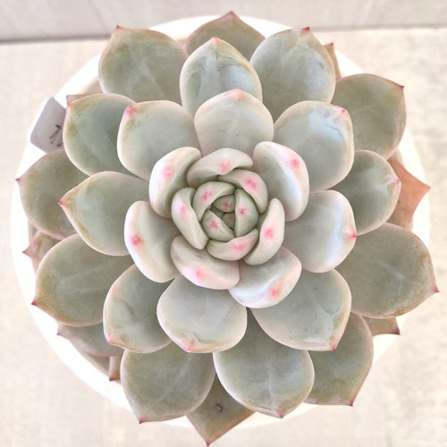 多肉植物❤️エケベリア属 ❤️ オレンジモンロー❤️ 1頭10cm拔き苗大苗2年生 4b35dfa9b12619afc2fae07bfd3385