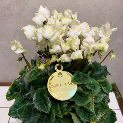 希少❗️シクラメン❤️ゴールデンイルミネーション ゴッテス 5号鉢