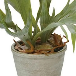 光触媒人工観葉植物ウォールグリーンフェイクフラワーハンドメイド　コウモリラン鉢付き 3枚目の画像