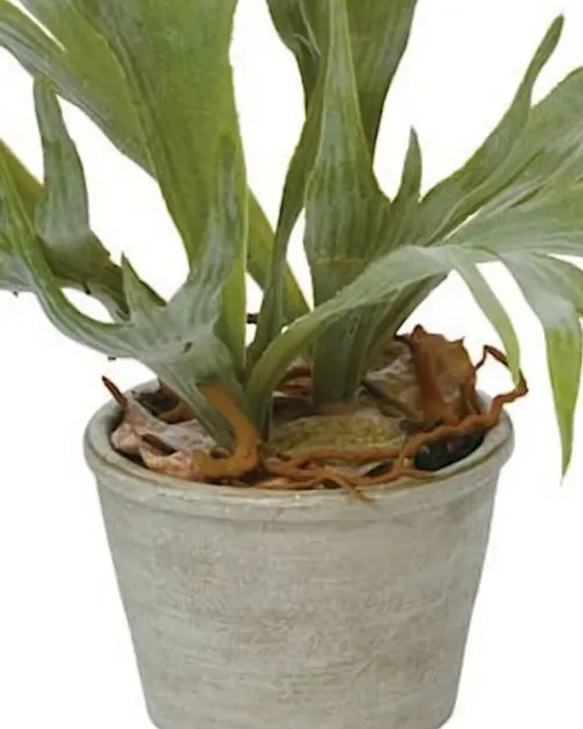 光触媒人工観葉植物ウォールグリーンフェイクフラワーハンドメイド　コウモリラン鉢付き 3枚目の画像