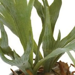 光触媒人工観葉植物ウォールグリーンフェイクフラワーハンドメイド　コウモリラン鉢付き 4枚目の画像