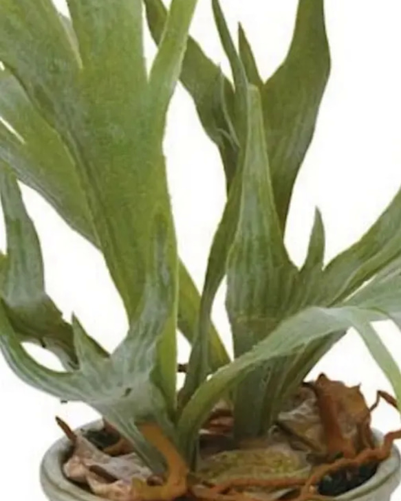 光触媒人工観葉植物ウォールグリーンフェイクフラワーハンドメイド　コウモリラン鉢付き 4枚目の画像