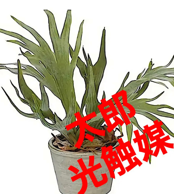 光触媒　人工観葉植物　ウォールグリーン　フェイクグリーン　コウモリランと胡蝶蘭r 光触媒 人工観葉植物 ウォールグリーン フェイクグリーン コウモリラン