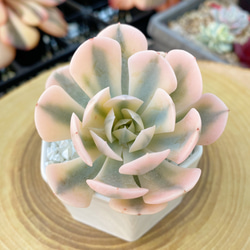 新品種高級苗】超人気 ストロベリーアーモンド 多肉植物 多肉植物