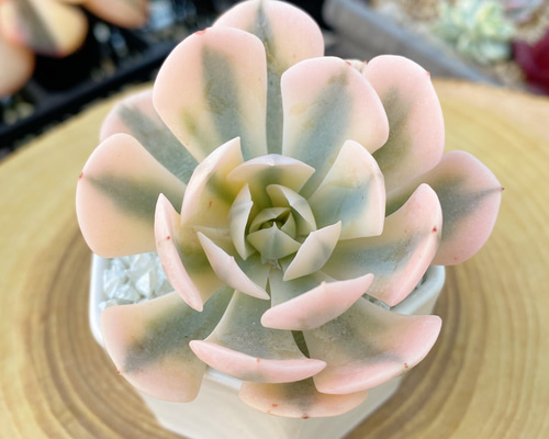 4f66db220ef5998fb54445b3c0677f