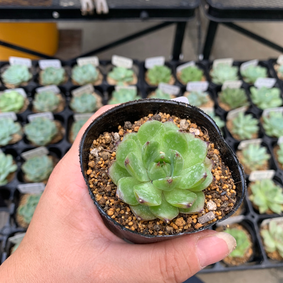 多肉植物　ムーンストーン 2枚目の画像