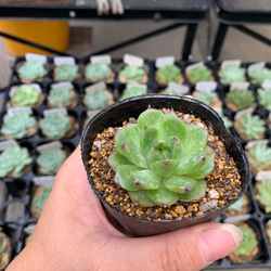 多肉植物　ムーンストーン 1枚目の画像