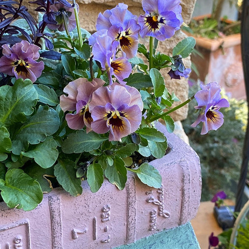 ◇セール開催中◇寄せ植え ブック鉢が可愛い 激レア サトウ園芸 ローブ