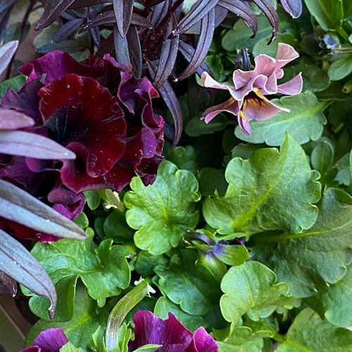 ◆◆専用　ＲＡ40♥サトウ園芸　ローブドゥアントワネット ローブ・ドゥ・アントワネット”ソワレ”/サトウ園芸 | STYLE