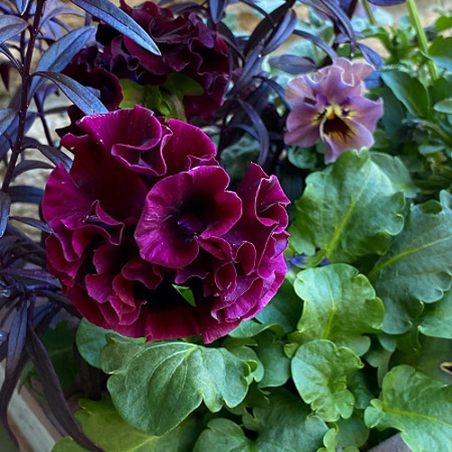 ◆◆専用　ＲＡ40♥サトウ園芸　ローブドゥアントワネット ◇セール開催中◇寄せ植え ブック鉢が可愛い 激レア サトウ園芸 ローブ