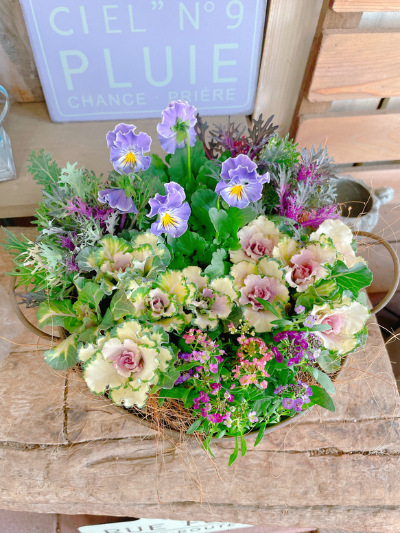 【専用商品】　アジサイ　リクエストアソート　ハボタン 専用商品】 ガーデニング リクエストアソート ハボタン 専用商品