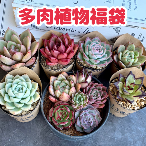 数量限定多肉植物福袋 多肉植物 とらのお店 通販 15203684｜Creema