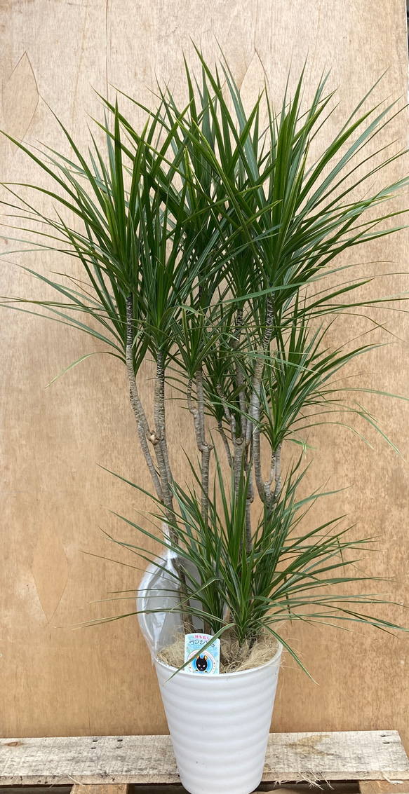 ドラセナ コンシンネ＊ホワイトホリー＊観葉植物＊大株＊オシャレ