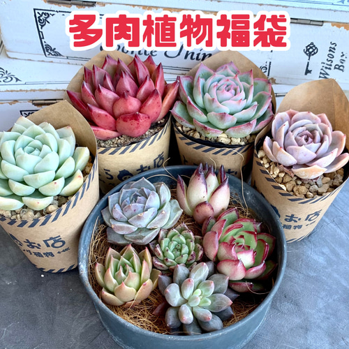 新春⁂多肉植物福袋 多肉植物 とらのお店 通販 15203701｜Creema