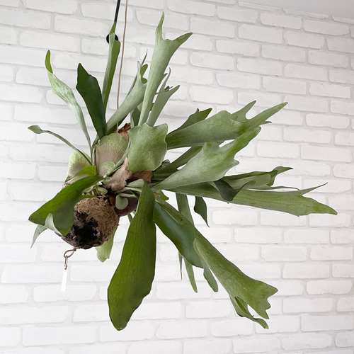 ビカクシダ コウモリラン 群生ビカクシダ流木付け 観葉植物 ハンギング