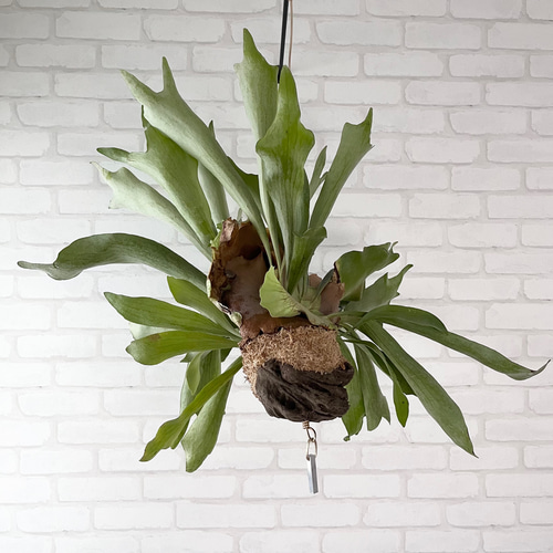 【かなり大きく存在感大！！】手間要らず✴︎流木インテリア　ビカクシダ　コウモリラン 🕊Garden Tour🕊44：ビカクシダの流木付けがオシャレなハンギングを