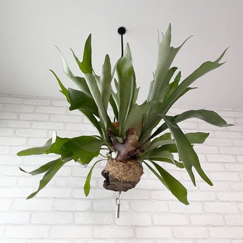 コウモリラン | 板付け小 - 観葉植物・多肉植物の販売、通販│cocoha