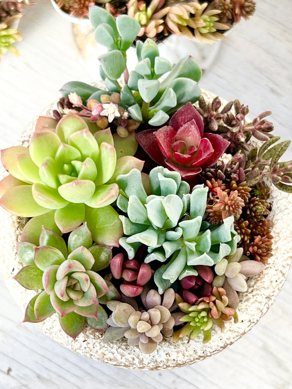 メビナ入り♡きまぐれ寄せ植え＊多肉植物＊鉢ごと♪ 一輪挿し・花瓶 
