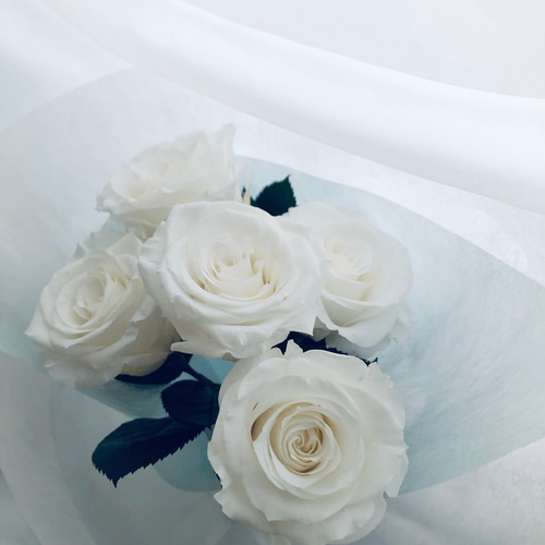プリザーブドフラワー白い大輪の薔薇5本のふんわり花束ラッピング