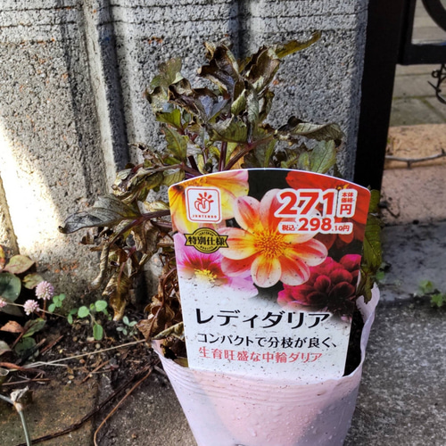 レディダリア】コンパクトでカラフル とても可愛い花を咲かせる☆要お