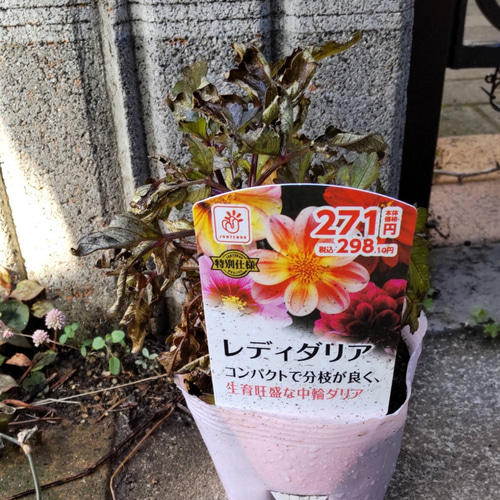 レディダリア】コンパクトでカラフル とても可愛い花を咲かせる☆要お