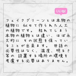 コンクリートの多肉植物 10枚目の画像