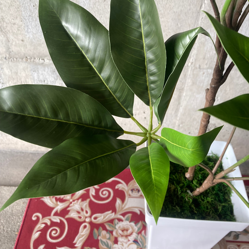 光触媒　人工観葉植物　ウォールグリーン　フェイクグリーン　ツピタンサス11 光触媒人工観葉植物ウォールグリーンフェイクフラワーハンドメイド