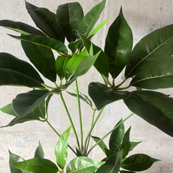 光触媒人工観葉植物ウォールグリーンフェイクフラワーハンドメイド　ツピタンサス11 4枚目の画像