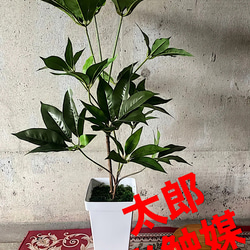 光触媒人工観葉植物ウォールグリーンフェイクフラワーハンドメイド　ツピタンサス11