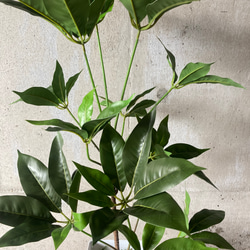 光触媒人工観葉植物ウォールグリーンフェイクフラワーハンドメイド　ツピタンサス11 7枚目の画像