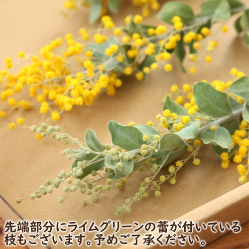 ミモザ ドライフラワー 3本 （約20～30㎝前後） 国産 真珠葉 アカシア