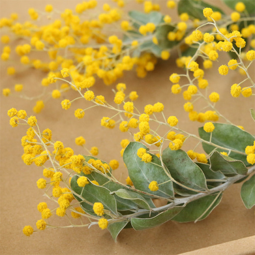 ミモザ ドライフラワー 3本 （約20～30㎝前後） 国産 真珠葉 アカシア